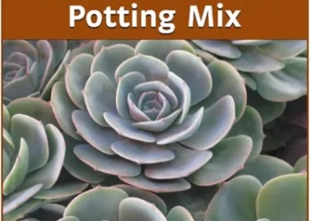 Grow Better 25lt Cacti and Succulent Mix